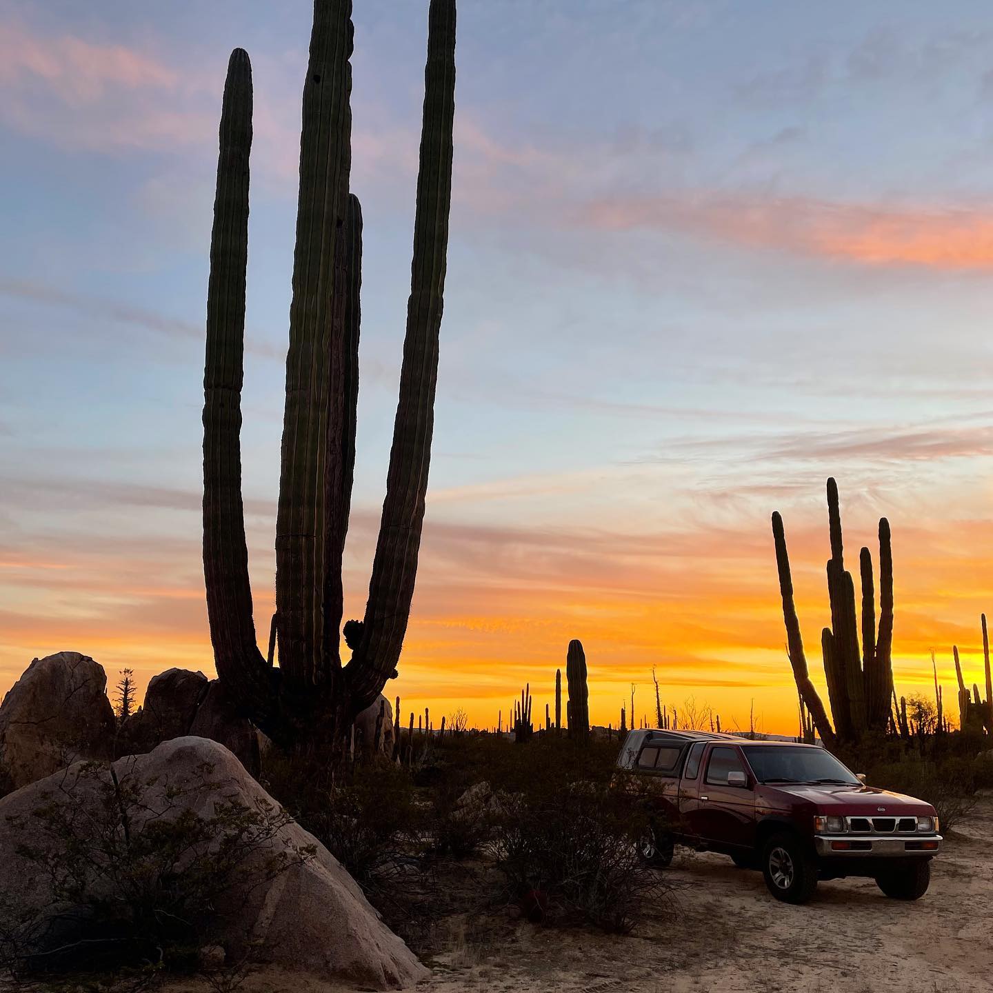 Cacti at sunset during our Baja travels, 2023